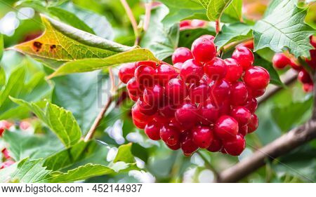 Photography On Theme Beautiful Sour Berry Viburnum
