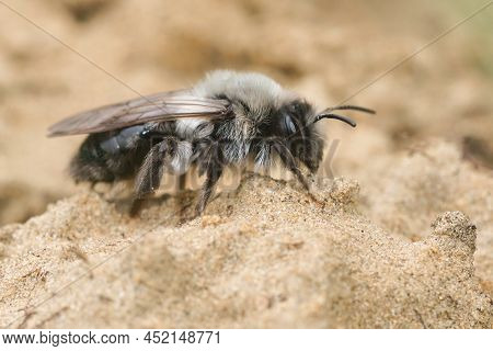 Closeup On A White Hairy Fresh Emerged Female Grey-backed Mining Bee, Andrena Vaga Sitting On Sandy 