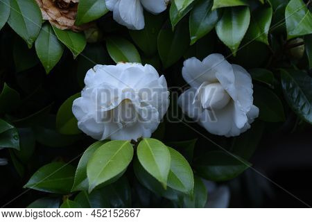 White Camellia Flowers. Theaceae Evergreen Tree. The Flowering Season Is From November To April.