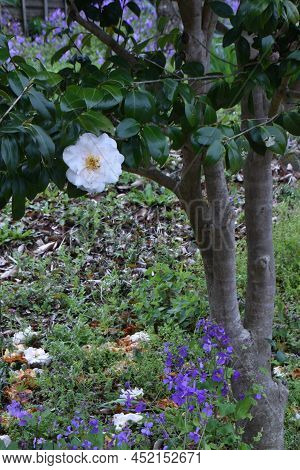 White Camellia Flowers. Theaceae Evergreen Tree. The Flowering Season Is From November To April.