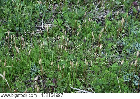 Field Horse Tail. Equisetaceae Perennial Plants. Used For Food And Medicinal Purposes.