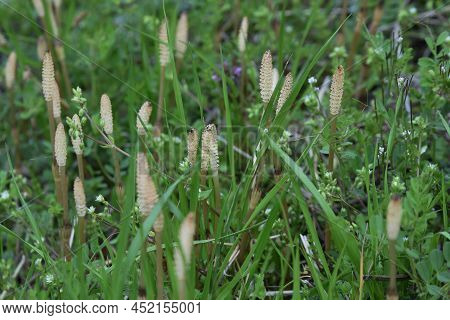 Field Horse Tail. Equisetaceae Perennial Plants. Used For Food And Medicinal Purposes.