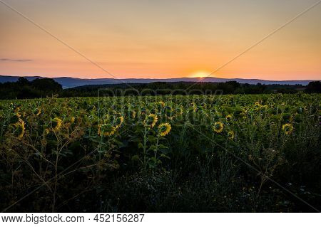 Sunrise In Bata Village Over Sunflowers