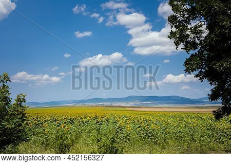 Sunflowers In Bulgaria Under Blue Sky