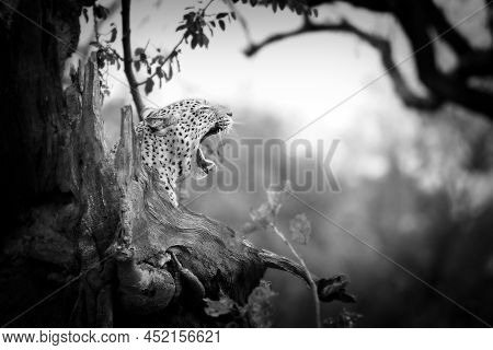 The African Leopard (panthera Pardus Pardus) Male On The Hunt. Hunting African Leopard With Open Mou