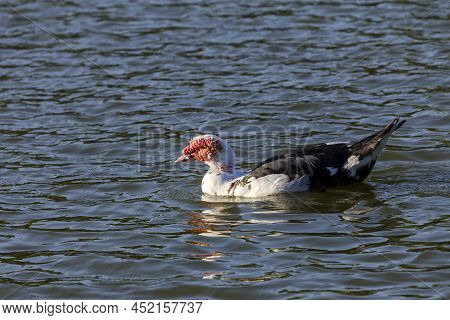 The Male Muscovy Duck (cairina Moschata) Duck Close-up Swims In A Pond On An Autumn Sunny Day