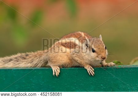 An alert northern palm squirrel (Funambulus pennantii), Delhi, India 