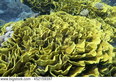 Colorful Coral Reef At The Bottom Of Tropical Sea, Yellow Salad Coral (turbinaria Mesenterina), Unde