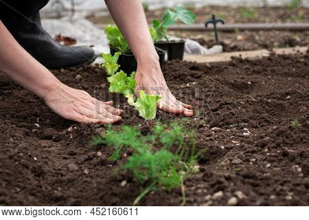 Caucasian Female Hands Transplanting Lettuce Seedlings In Dark Fertile Soil, Prepared By Loosening, 