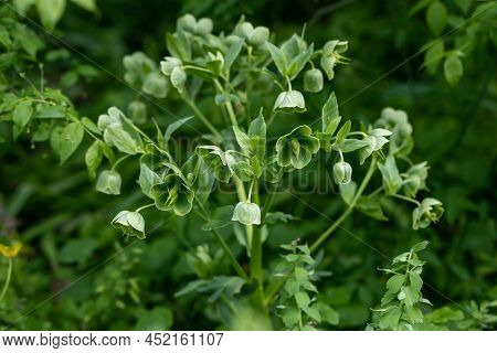 Helleborus Foetidus Grows And Blooms In The Garden In Spring