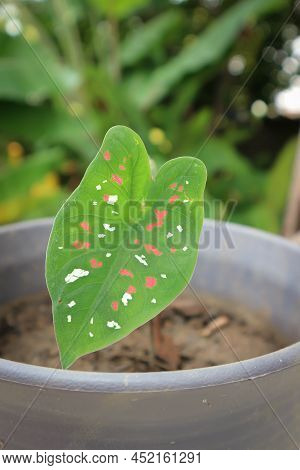 Dieffenbachia Seguine ,caladium Bicolor Or  Araceae Plant