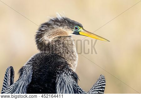 An Anhinga Or Snake Bird Perches Whit It's Head And Dagger Bill Turned To The Side In Profile At The