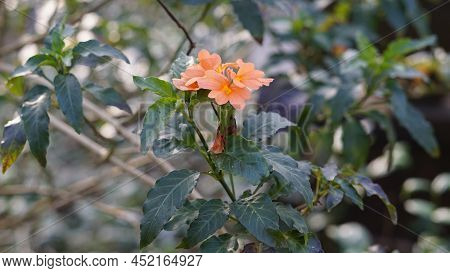 Crossandra Infundibuliformis Also Known As Firecracker Flower Is Species Of Flowering Plant In The F