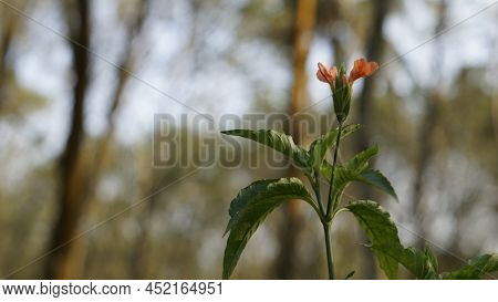 Crossandra Infundibuliformis Also Known As Firecracker Flower Is Species Of Flowering Plant In The F