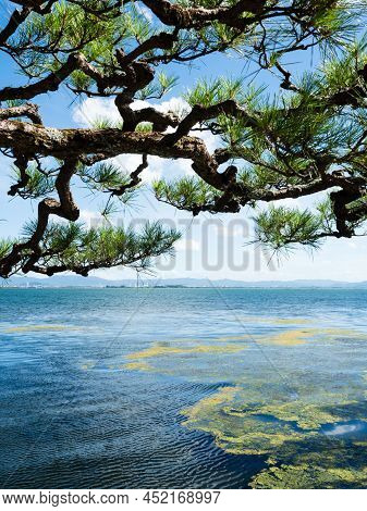 Beautiful Pine Branch At The Shores Of Lake Biwa In Otsu, Shiga Prefecture, Japan