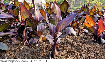 Beautiful Nursery Garden Of Canna Indica Or Lily