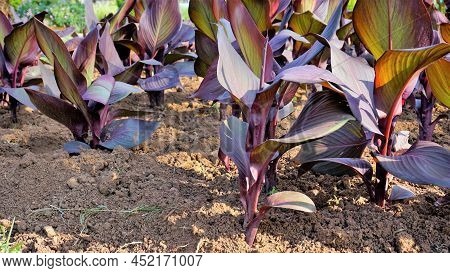 Beautiful Nursery Garden Of Canna Indica Or Lily