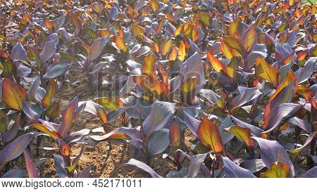 Beautiful Nursery Garden Of Canna Indica Or Lily
