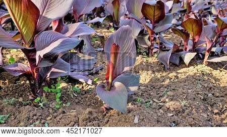 Beautiful Nursery Garden Of Canna Indica Or Lily