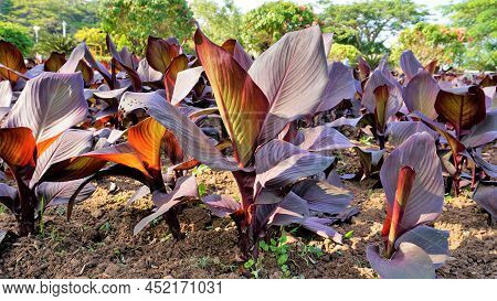 Beautiful Nursery Garden Of Canna Indica Or Lily