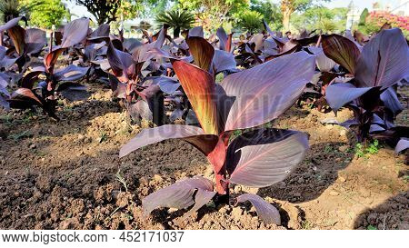 Beautiful Nursery Garden Of Canna Indica Or Lily