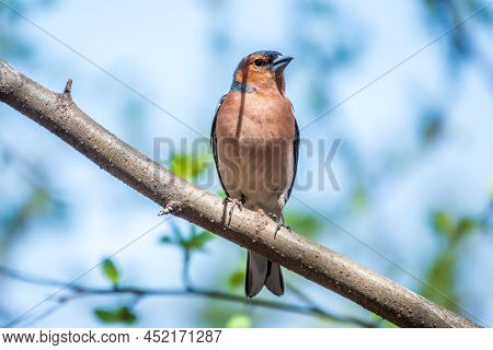 Common Chaffinch, Fringilla Coelebs, Sits On A Branch In Spring On Green Background. Common Chaffinc
