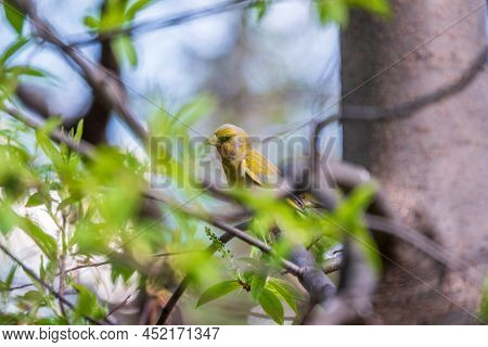 Green And Yellow Songbird, European Greenfinch Sitting On A Branch In Spring. The European Greenfinc