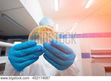 Colonies Of Bacteria. A Laboratory Assistant Holds A Petri Dish Containing Gram-positive Lactobacill