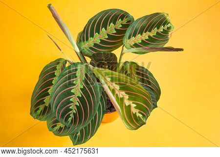 Beautiful Maranta Leaves With An Ornament On A Yellow Background Close-up. Maranthaceae Family Is Un