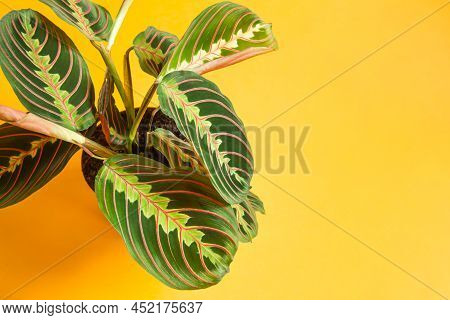 Beautiful Maranta Leaves With An Ornament On A Yellow Background Close-up. Maranthaceae Family Is Un