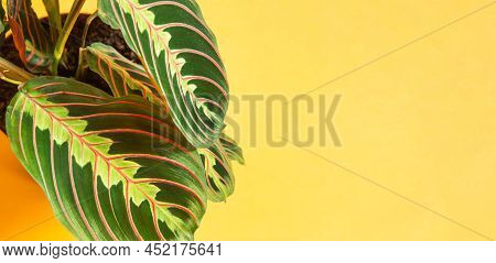 Beautiful Maranta Leaves With An Ornament On A Yellow Background Close-up. Maranthaceae Family Is Un