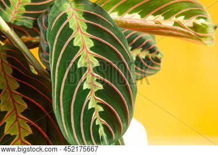 Beautiful Maranta Leaves With An Ornament On A Yellow Background Close-up. Maranthaceae Family Is Un