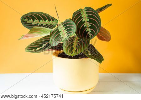 Beautiful Maranta Leaves With An Ornament On A Yellow Background Close-up. Maranthaceae Family Is Un