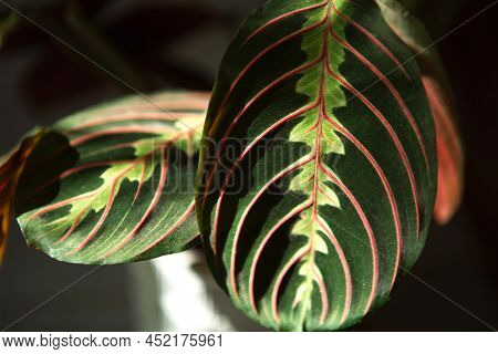 Beautiful Maranta Leaves With An Ornament On A Grey Background Close-up. Maranthaceae Family Is Unpr