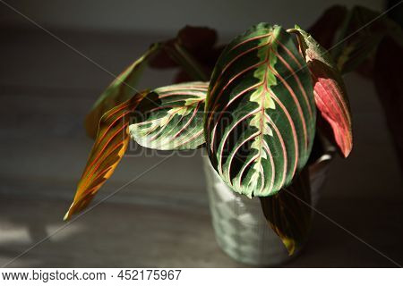 Beautiful Maranta Leaves With An Ornament On A Grey Background Close-up. Maranthaceae Family Is Unpr