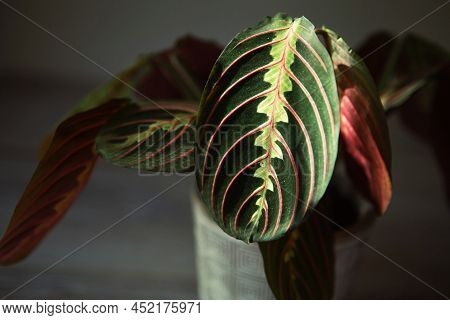 Beautiful Maranta Leaves With An Ornament On A Grey Background Close-up. Maranthaceae Family Is Unpr