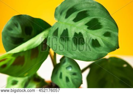 Beautiful Maranta Leaves With An Ornament On A Yellow Background Close-up. Maranthaceae Family Is Un