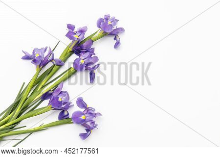 Violet Irises Xiphium (bulbous Iris, Sibirica) On White Background With Space For Text. Top View, Fl