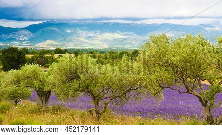 French Landscape With Olive Trees And Lavender Fields. Mountains In Distance. Puimoisson Region, Pla