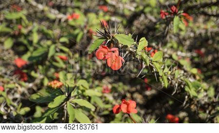 Euphorbia Milii Also Known As Crown Of Thorns, Christs Plant Etc
