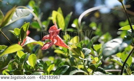 Barleria Repens Also Known As Coral Creeper, Pink Ruellia