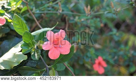 Barleria Repens Also Known As Coral Creeper, Pink Ruellia