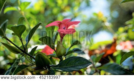 Barleria Repens Also Known As Coral Creeper, Pink Ruellia