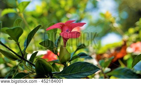Barleria Repens Also Known As Coral Creeper, Pink Ruellia
