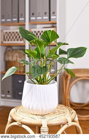 Tropical Houseplant With Botanic Name 'homalomena Rubescens Emerald Gem' In Flower Pot On Table