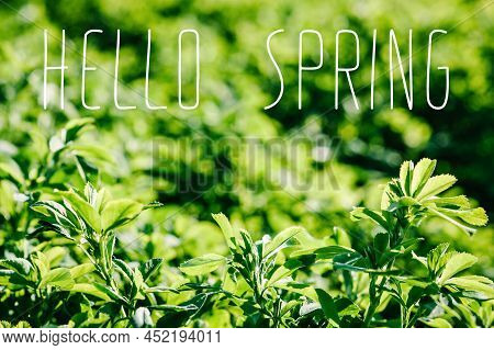 Green Field. Part Of Meadow, Grass In Background. Green Background For Text Away. Beautiful Green Gr