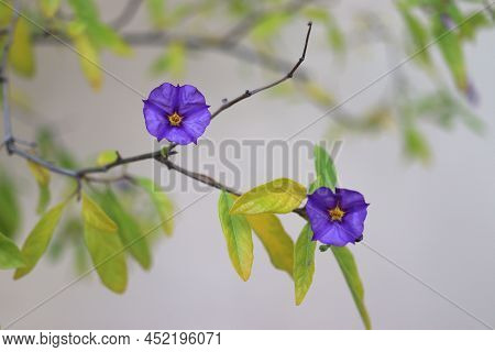 Lycianthes Rantonnetii, Sapling With Blue Flowers And Pointed Leaves