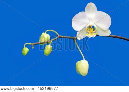 Close-up Of An Orchid Stem With Buds And A Blooming Flower Isolated On Blue. Springtime Background.