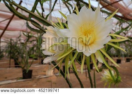 Dragon Fruit Or White Fleshed Pitahaya Blooms. Scientific Name Hylocereus Undatus.