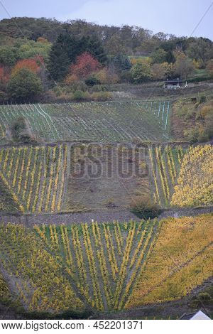 Autumn Vineyards Above The Rhine, Leutesdorf Near Andernach And Neuwied